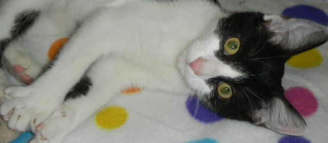 Meet Mab